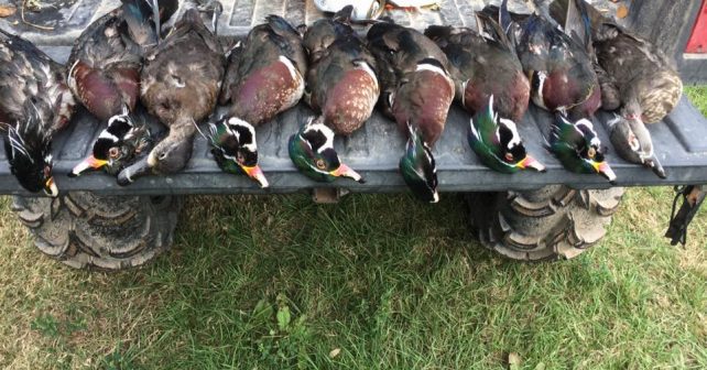 Duck Hunting in Texas