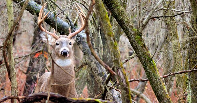 Texas Whitetail Deer Hunting: Know Your Subject