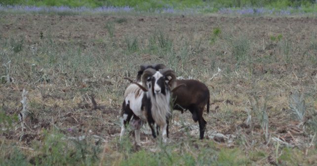 Corsican Ram Hunting in Texas