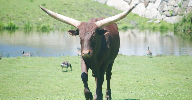 Watusi Hunting in Texas