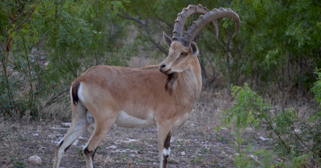 Nubian Ibex Hunting