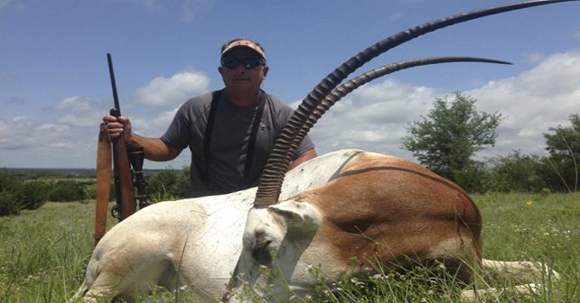 Scimitar-horned Oryx Hunting