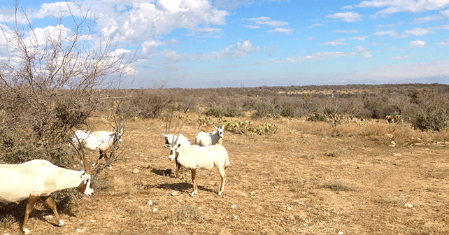 Arabian Oryx Hunting in Texas