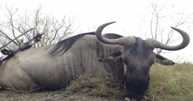 Wildebeest Hunting in Texas